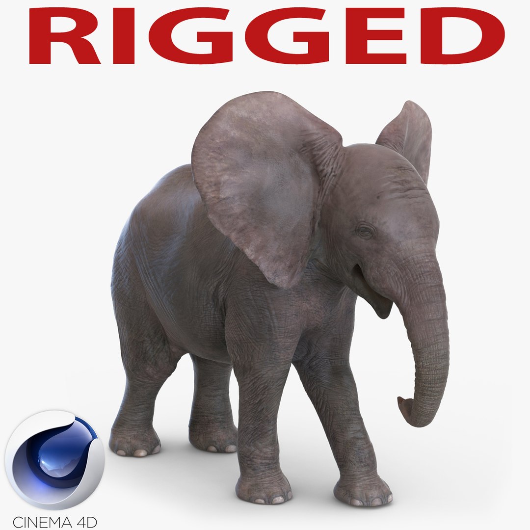 Baby Elephant Rigged for Cinema 4D 3D Model preview