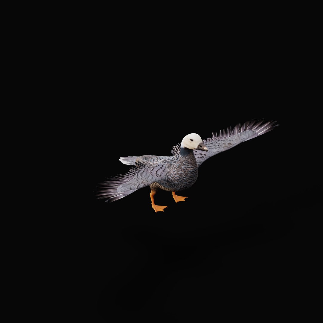 Emperor Goose Bird Model - TurboSquid 2360281