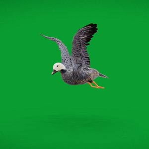 Emperor Goose Bird model