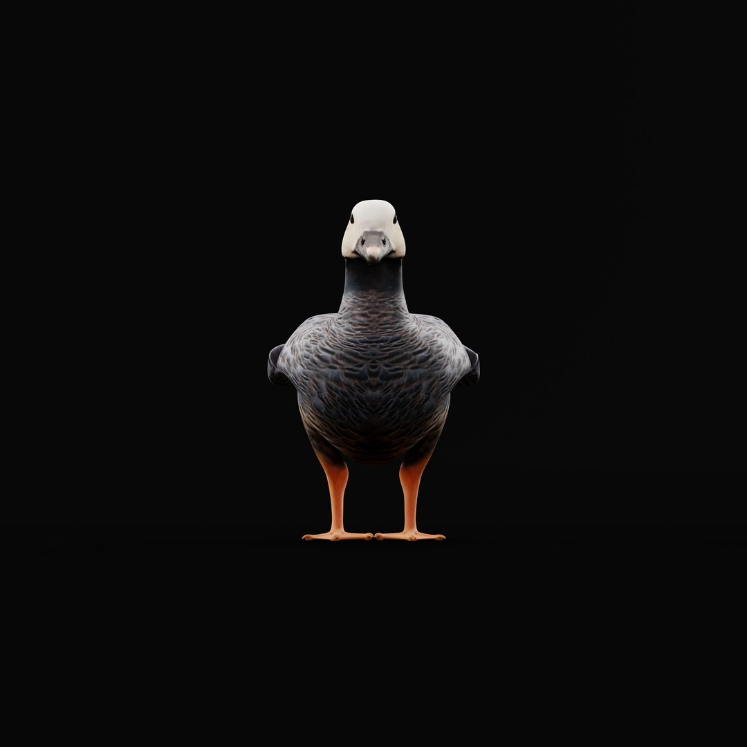 Emperor Goose Bird Model - TurboSquid 2360281