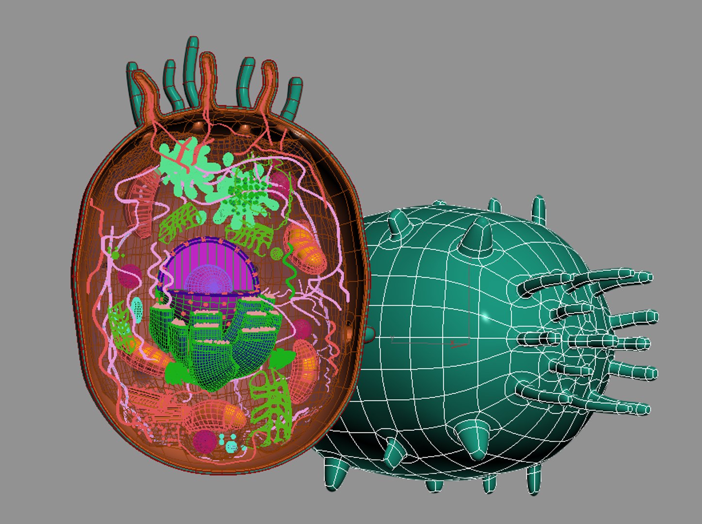3D model animal cell - TurboSquid 1244021