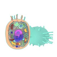 Animal Cell