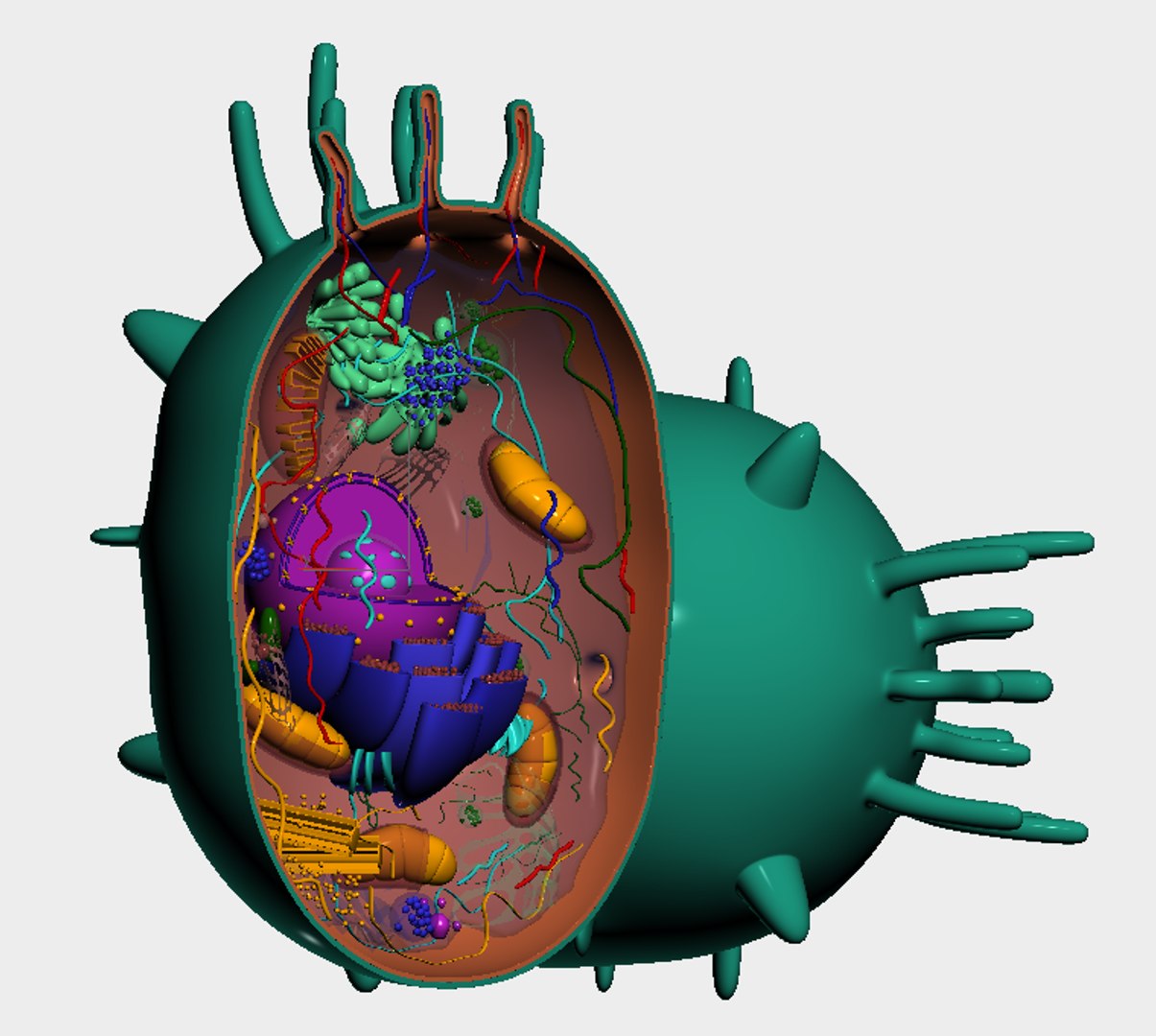 3D model animal cell - TurboSquid 1244021