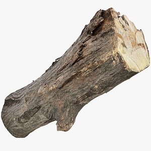 3d scan tree trunk in highpoly model