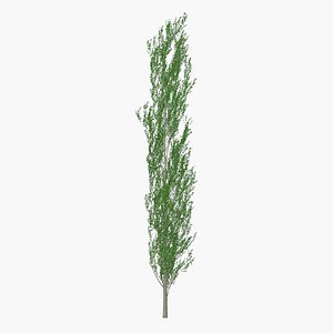 Poplar tree