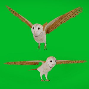Asian Barn Owl Bird