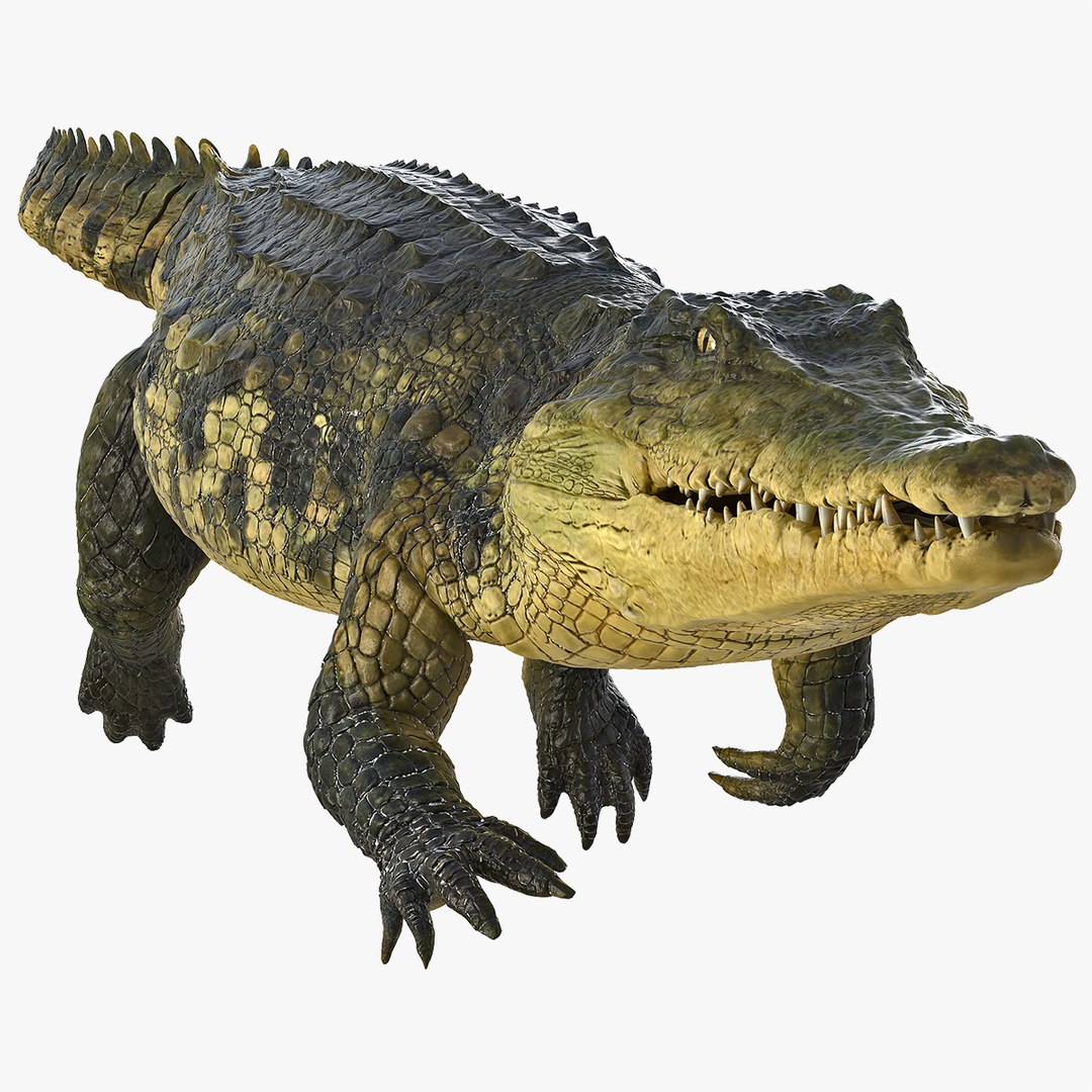 Animated Crocodile Swiming Rigged for Maya 3D model preview