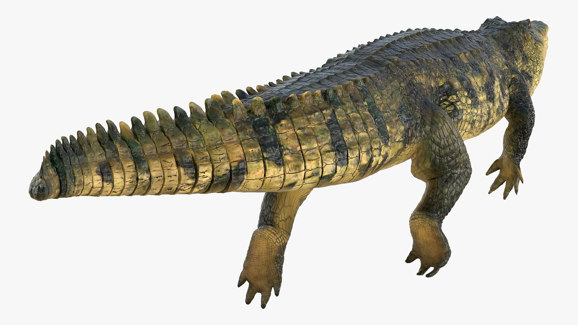 crocodile swiming animal rigged 3D model https://p.turbosquid.com/ts-thumb/Rt/AVm6ou/1oVHfwDw/animatedcrocodileswimingrigged3dsmodel004/jpg/1568307144/1920x1080/fit_q87/92c31670d94cd1ccafd1a454ae314464ab9761e9/animatedcrocodileswimingrigged3dsmodel004.jpg