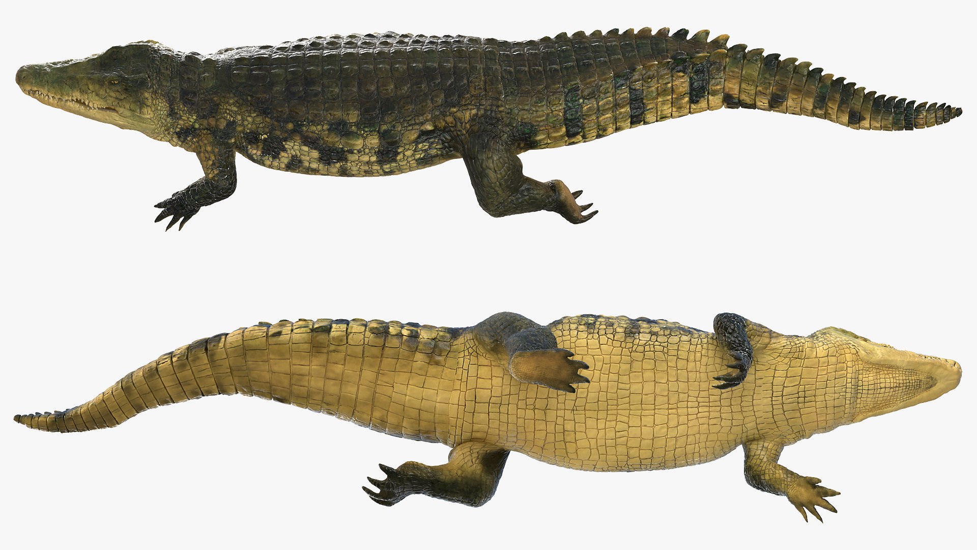 crocodile swiming animal rigged 3D model https://p.turbosquid.com/ts-thumb/Rt/AVm6ou/7j3S6DX6/animatedcrocodileswimingrigged3dsmodel005/jpg/1568307149/1920x1080/fit_q87/97c6d2f7988d254470af019af492a3efaab87418/animatedcrocodileswimingrigged3dsmodel005.jpg