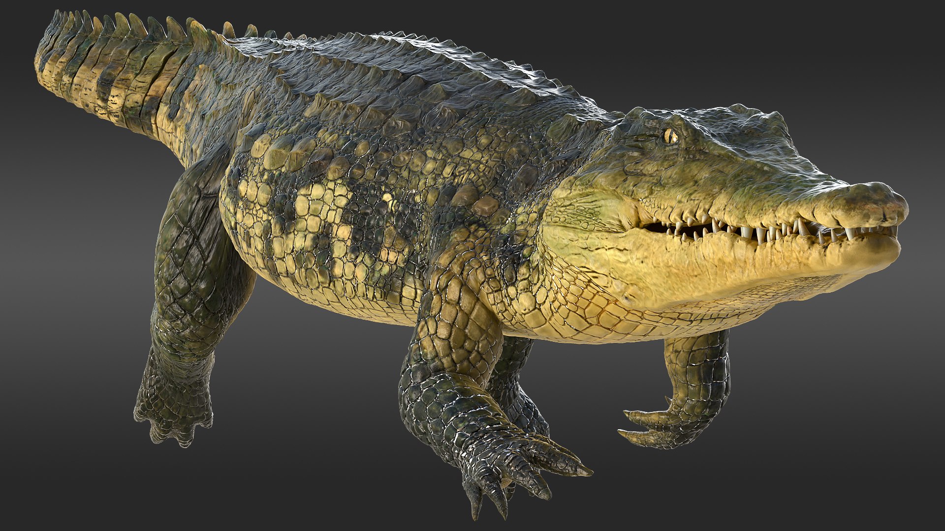 crocodile swiming animal rigged 3D model https://p.turbosquid.com/ts-thumb/Rt/AVm6ou/QDbpMzFg/animatedcrocodileswimingrigged3dsmodel001/jpg/1568307128/1920x1080/fit_q87/2ac792ccadc0746fa8d02f09b60a565ce594b9de/animatedcrocodileswimingrigged3dsmodel001.jpg