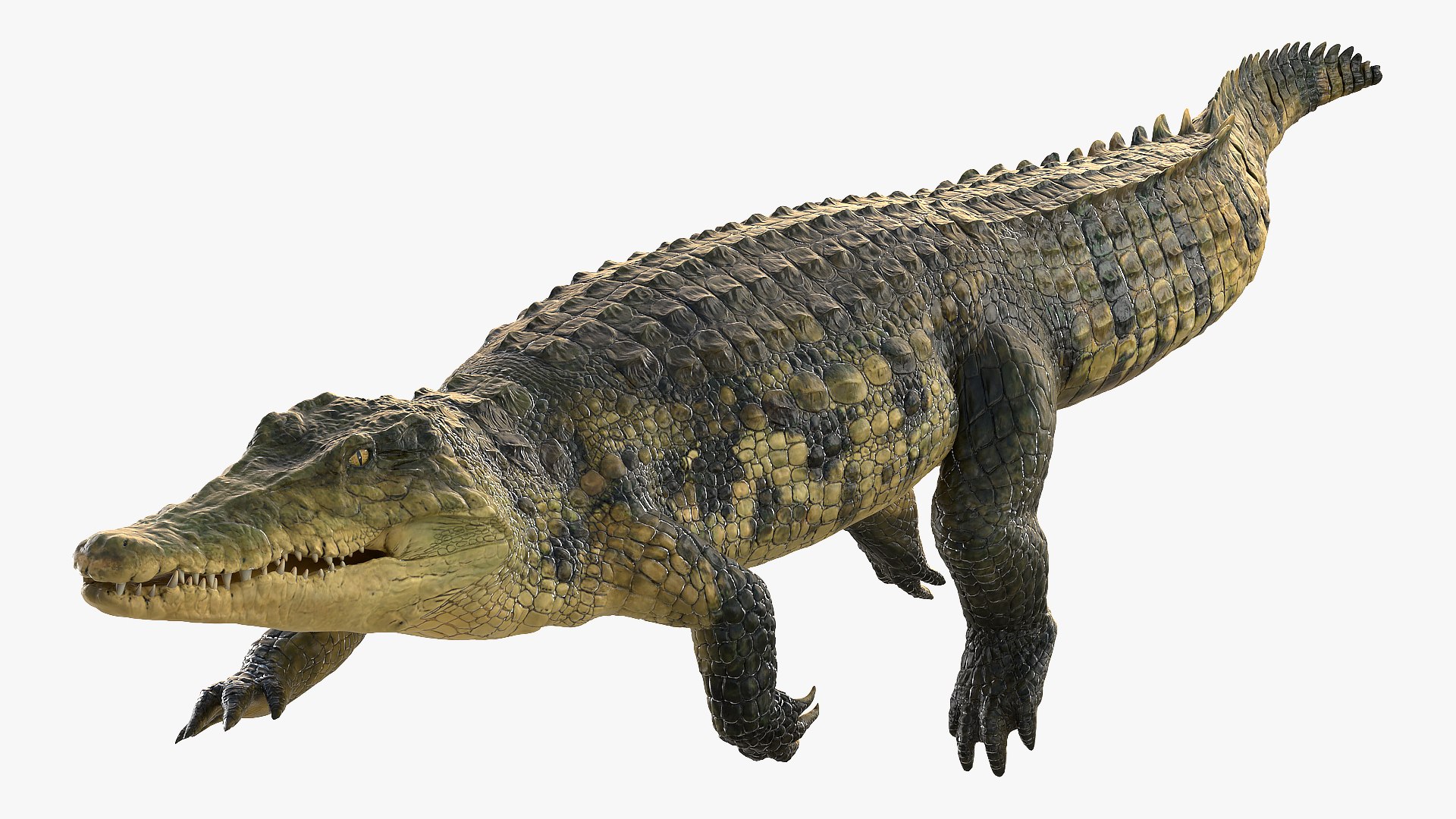 crocodile swiming animal rigged 3D model https://p.turbosquid.com/ts-thumb/Rt/AVm6ou/mrH4JEZ1/animatedcrocodileswimingrigged3dsmodel003/jpg/1568307138/1920x1080/fit_q87/743194cdef3e580148c2a57f932b3397af3d6d84/animatedcrocodileswimingrigged3dsmodel003.jpg