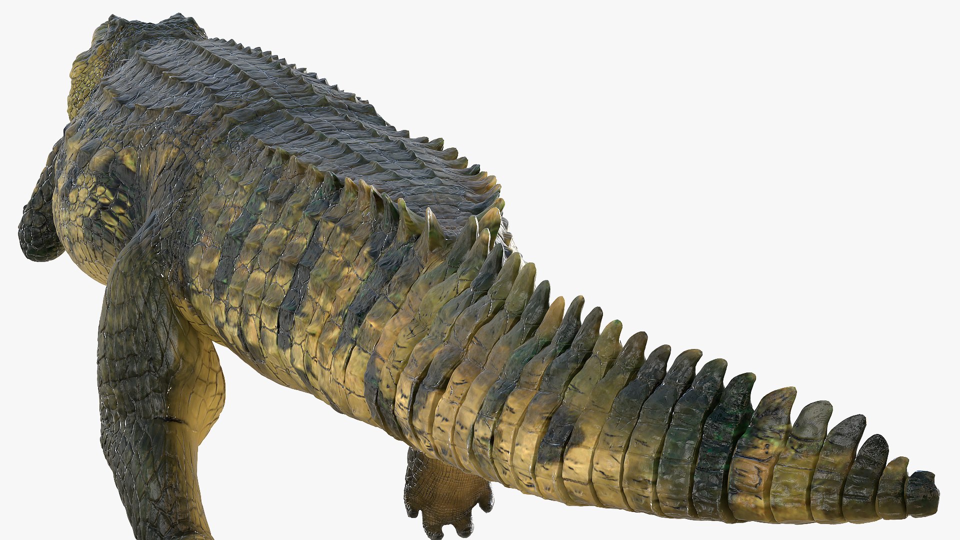 crocodile swiming animal rigged 3D model https://p.turbosquid.com/ts-thumb/Rt/AVm6ou/rTeOZ9kE/animatedcrocodileswimingrigged3dsmodel006/jpg/1568307154/1920x1080/fit_q87/6acd3d57d632b9f8209736fadf674823fc39d613/animatedcrocodileswimingrigged3dsmodel006.jpg