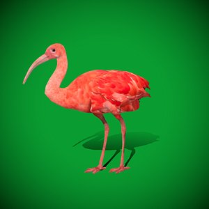 Scarlet Ibis Bird