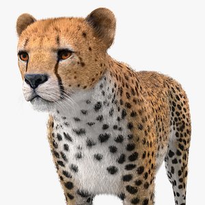 Cheetah with Fur 3D Model