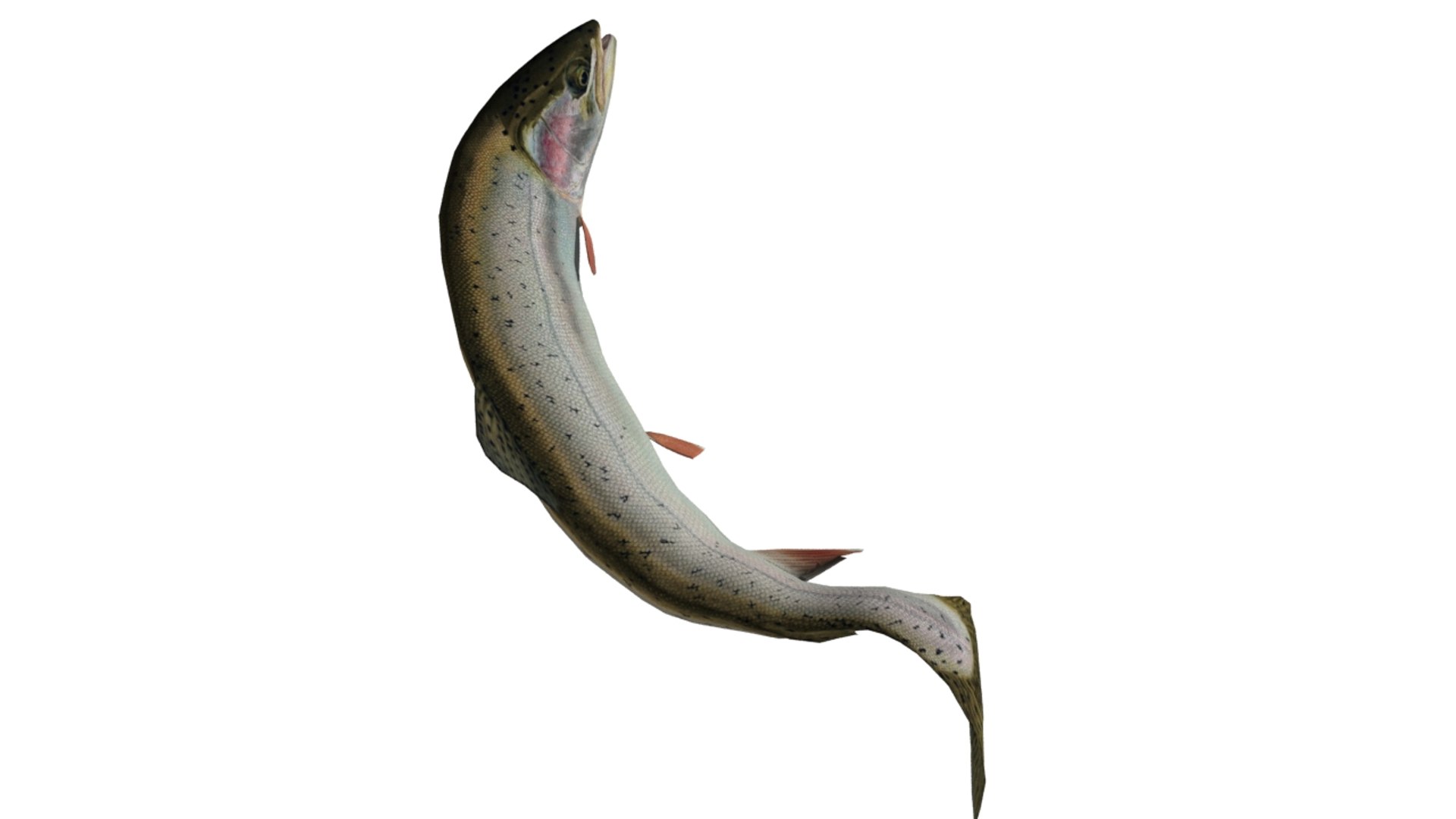 trout fish 3D model https://p.turbosquid.com/ts-thumb/Rt/GfDOJu/0Vn3jrpa/trout9/jpg/1548360883/1920x1080/fit_q87/e92756e125b939cdde6016c3cad018ea2427882a/trout9.jpg