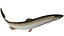 Trout