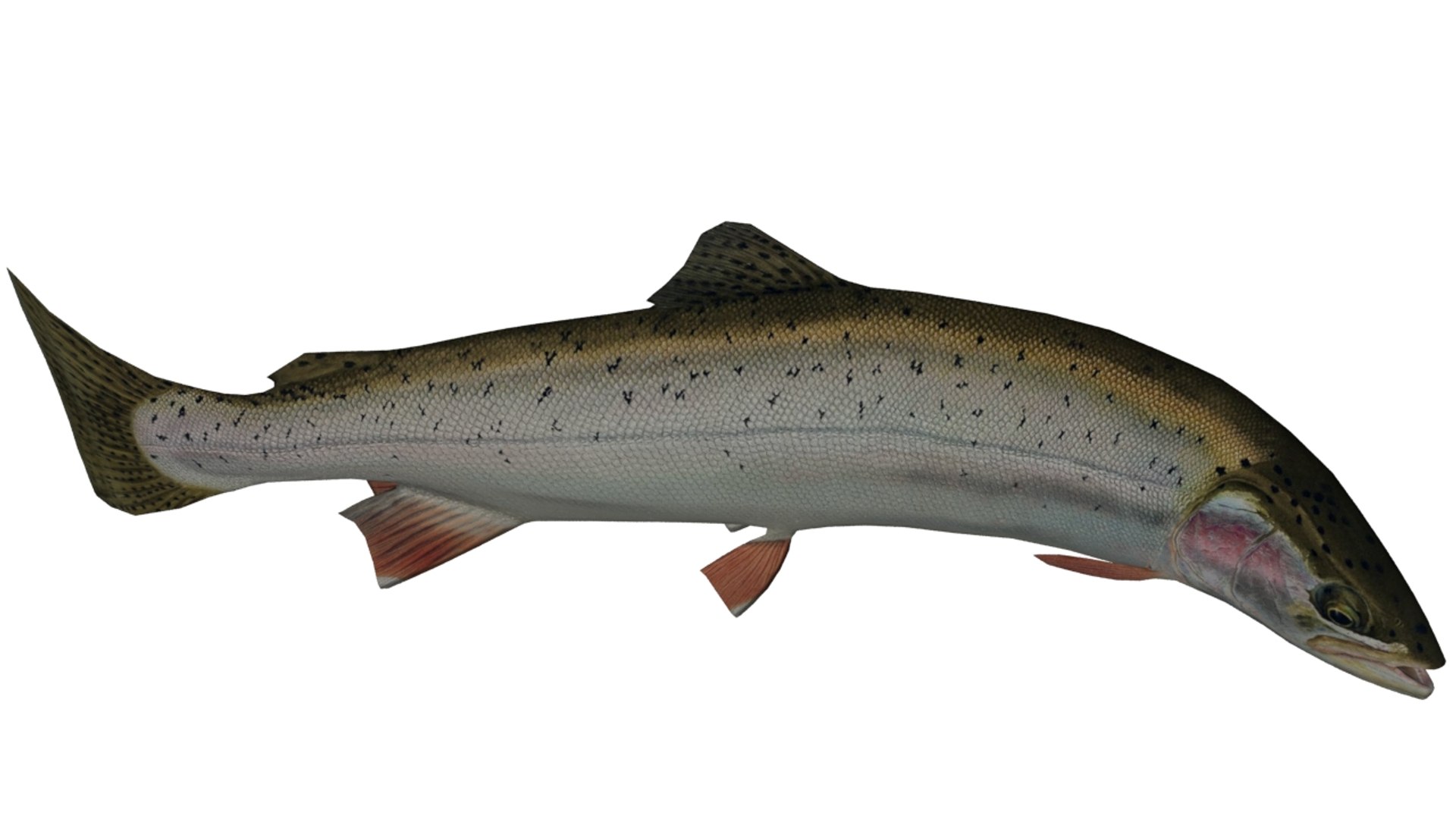 trout fish 3D model https://p.turbosquid.com/ts-thumb/Rt/GfDOJu/Eh6w7r5M/trout8/jpg/1548360872/1920x1080/fit_q87/47cfe60aec7d59e6e782d9a0d9eeb6a5ef9373ea/trout8.jpg