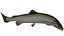 Trout