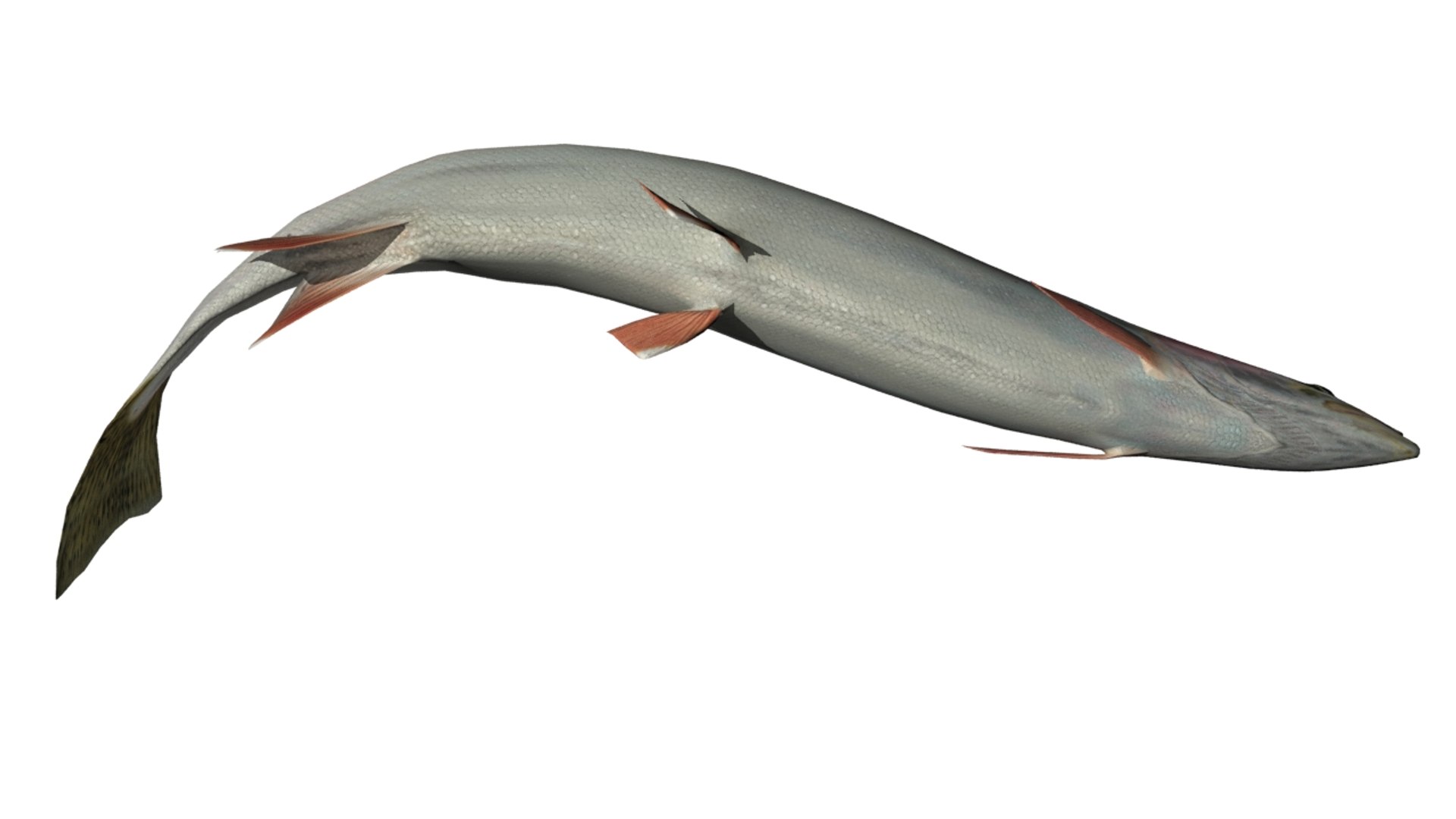 trout fish 3D model https://p.turbosquid.com/ts-thumb/Rt/GfDOJu/IF0WIJDf/trout7/jpg/1548360863/1920x1080/fit_q87/d3780fbdfb5f850678906f5b27a883bbc295c306/trout7.jpg
