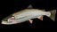 Trout