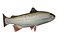Trout