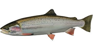 trout fish 3D model