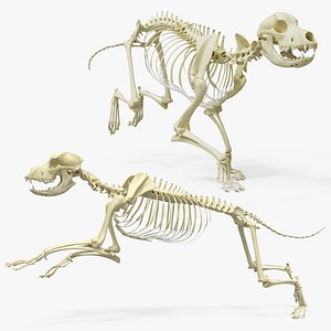Dog Skeleton Run Animated Rigged For Maya