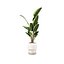 Plantas de interior Strelitzia