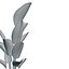Plantas de interior Strelitzia