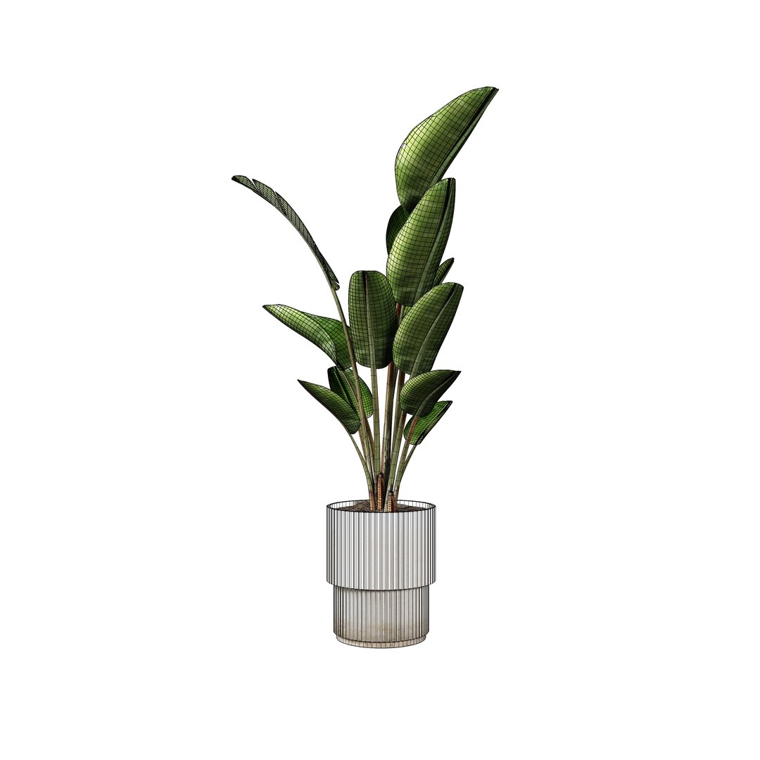3D Strelitzia indoor plants https://p.turbosquid.com/ts-thumb/Rt/HnLmfh/8l/008png/jpg/1746985130/1920x1080/fit_q87/bfd8336d86fcec6b9ef1c24002c52ace20552486/008png.jpg