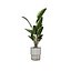 Plantas de interior Strelitzia