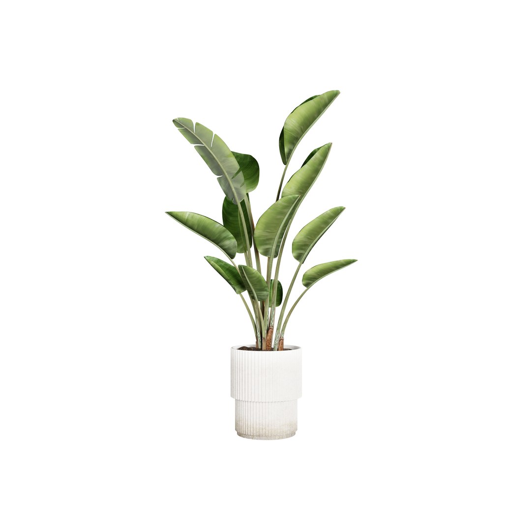 3D Strelitzia indoor plants https://p.turbosquid.com/ts-thumb/Rt/HnLmfh/AD/0005/jpg/1746985125/1920x1080/fit_q87/bd838e960da9d37fdda14d467de43fb4a8202186/0005.jpg