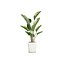 Plantas de interior Strelitzia