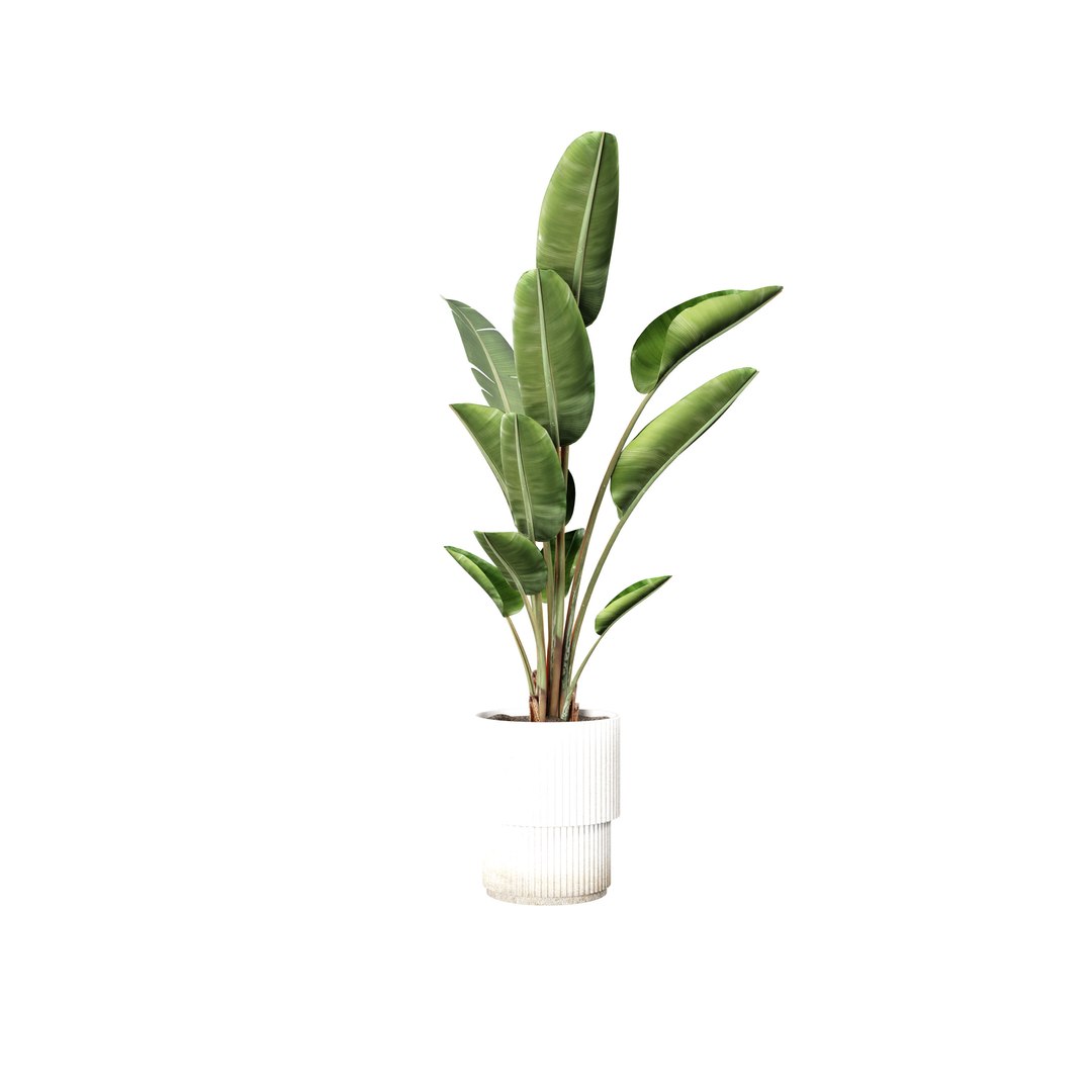 3D Strelitzia indoor plants https://p.turbosquid.com/ts-thumb/Rt/HnLmfh/JZ/0004/jpg/1746985125/1920x1080/fit_q87/259b362c8557006b491e0b54636e2b98d914b7c3/0004.jpg