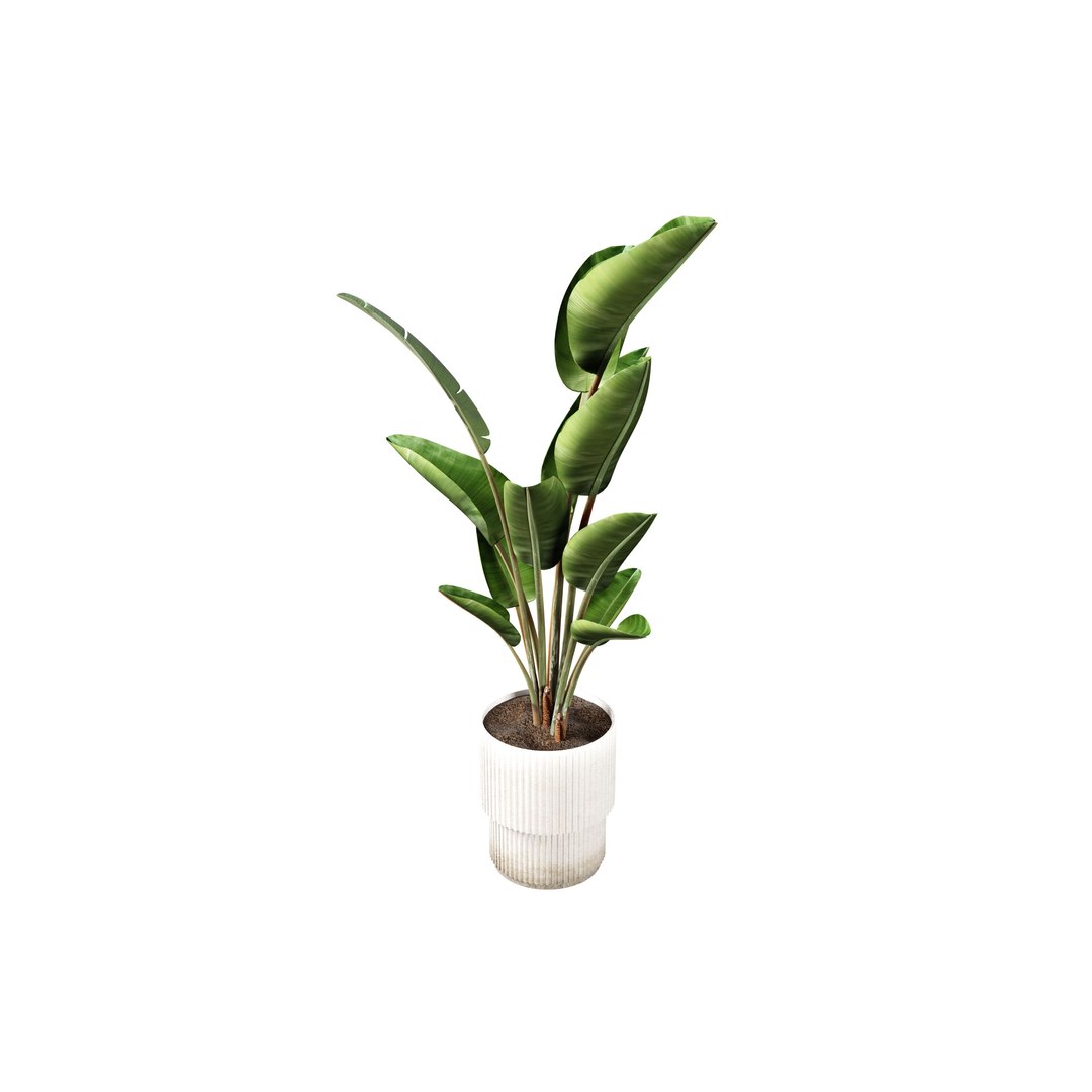 3D Strelitzia indoor plants https://p.turbosquid.com/ts-thumb/Rt/HnLmfh/Zm/0003/jpg/1746985122/1920x1080/fit_q87/2f31cc247734b4ae890708f0c90abbe5c430dbc5/0003.jpg