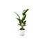 Plantas de interior Strelitzia