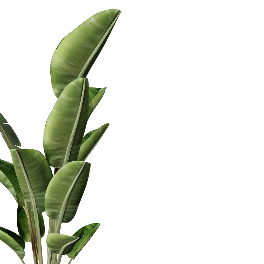 3D Strelitzia indoor plants https://p.turbosquid.com/ts-thumb/Rt/HnLmfh/bZ/0006/jpg/1746985128/1920x1080/fit_q87/645e480de77763e5f9ac8d98f36541ce12d18f21/0006.jpg