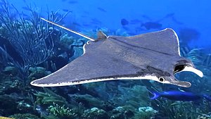 Manta Ray