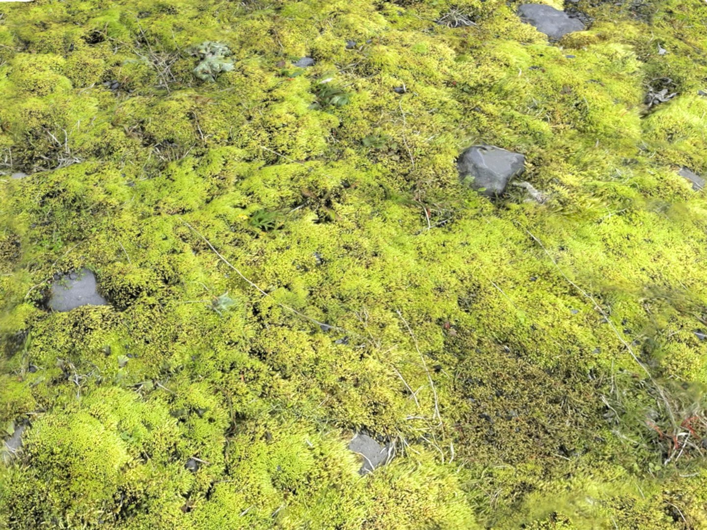 ground terrain iceland 3D model https://p.turbosquid.com/ts-thumb/Rt/vUW0x3/1E/3/jpg/1616781595/1920x1080/fit_q87/35a52ebbe3a6448d378ebbcefaef144077b96579/3.jpg