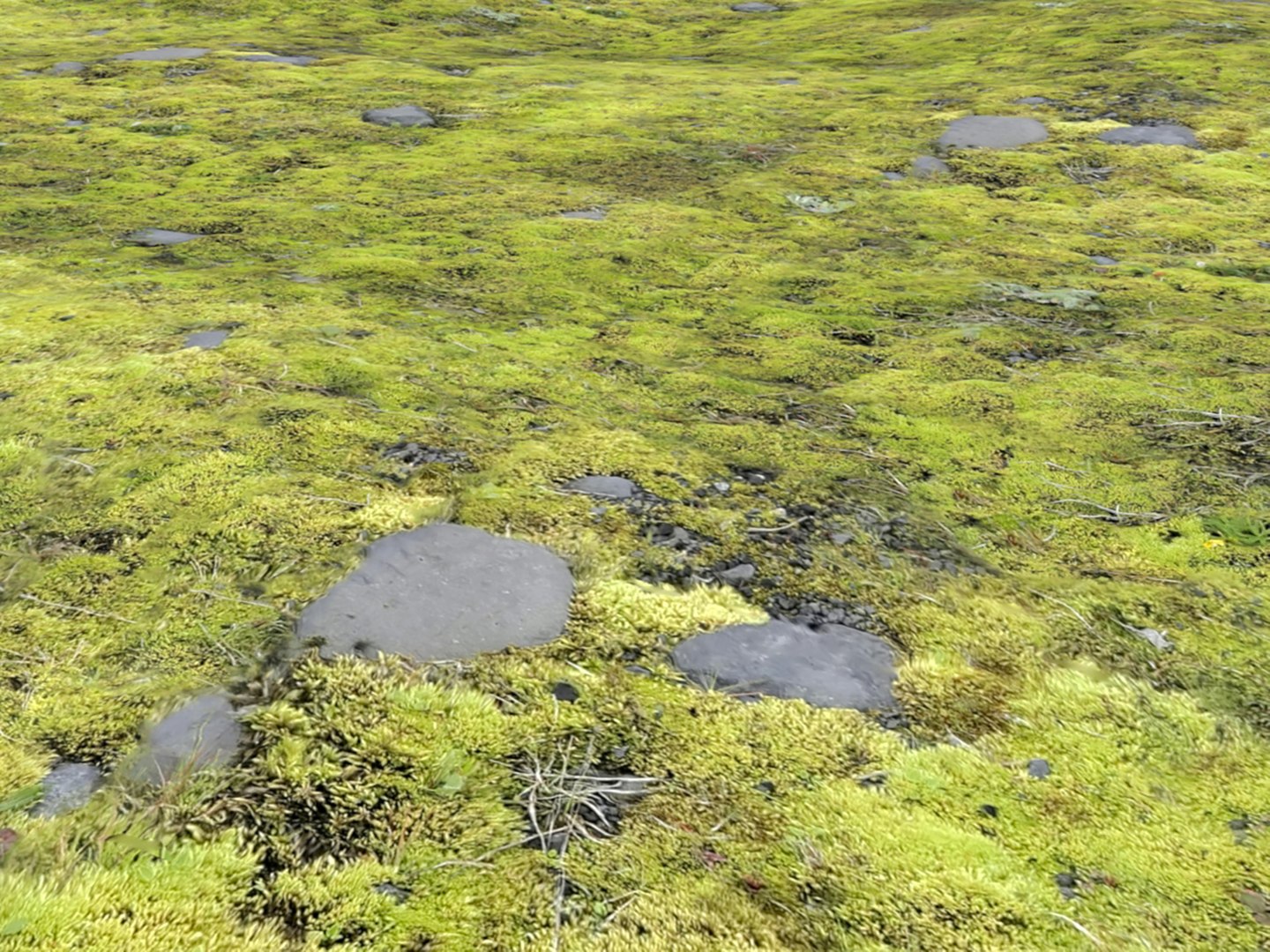 ground terrain iceland 3D model https://p.turbosquid.com/ts-thumb/Rt/vUW0x3/eN/6/jpg/1616781593/1920x1080/fit_q87/b5b48e27cab7262b4c3d8438cde2d9cdd42540d6/6.jpg