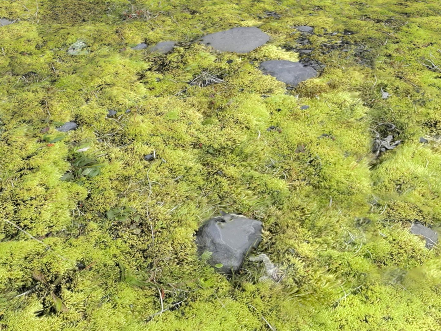 ground terrain iceland 3D model https://p.turbosquid.com/ts-thumb/Rt/vUW0x3/lS/1/jpg/1616781591/1920x1080/fit_q87/cde7640df48ff3c071bdd8e828304b719af07a81/1.jpg