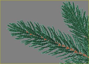 branch of fir tree christmas