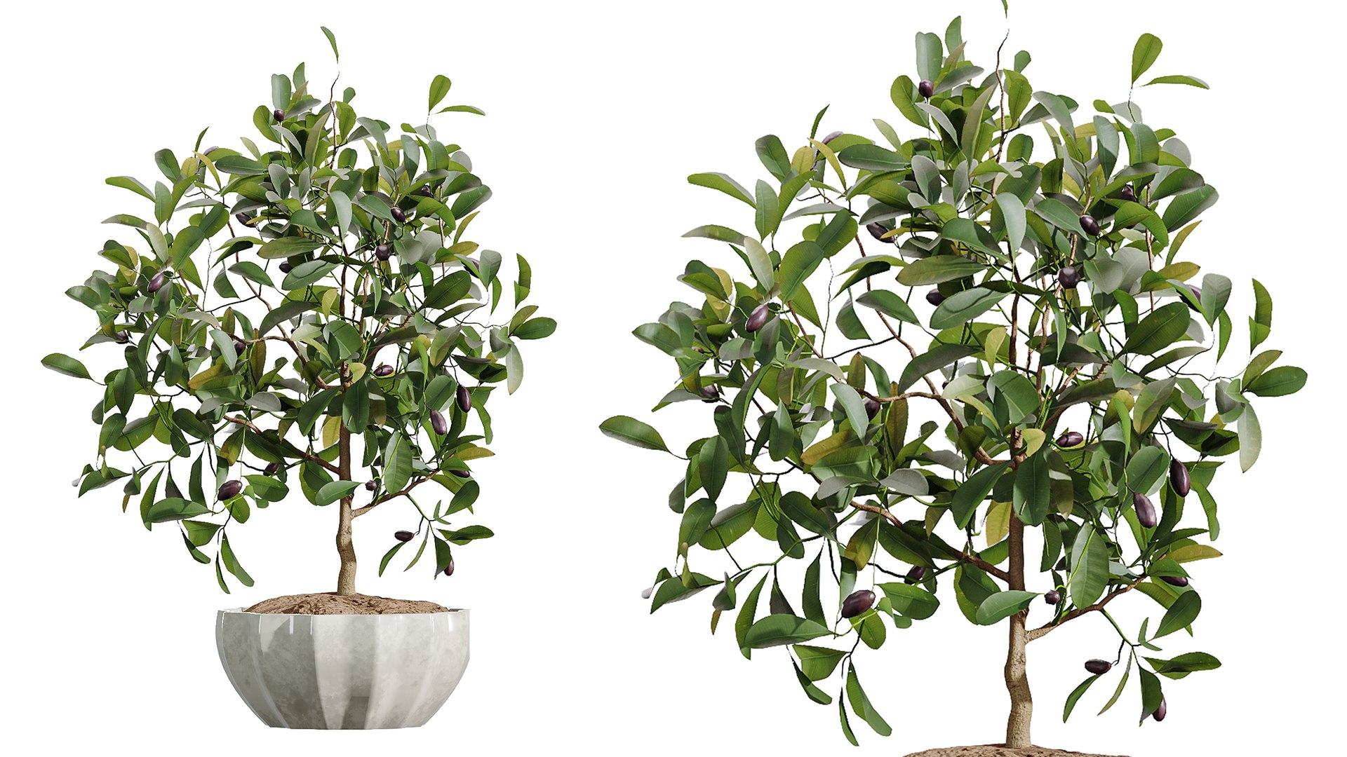 AV Indoor Plants Set 361 Zamiifolia and Areca Palm and Bird Of Paradise and Briful Pachira model https://p.turbosquid.com/ts-thumb/Rt/yevL9f/E3/03/png/1758782587/1920x1080/fit_q87/24ec4537774a2391332600e0920c07d038ce9edb/03.jpg