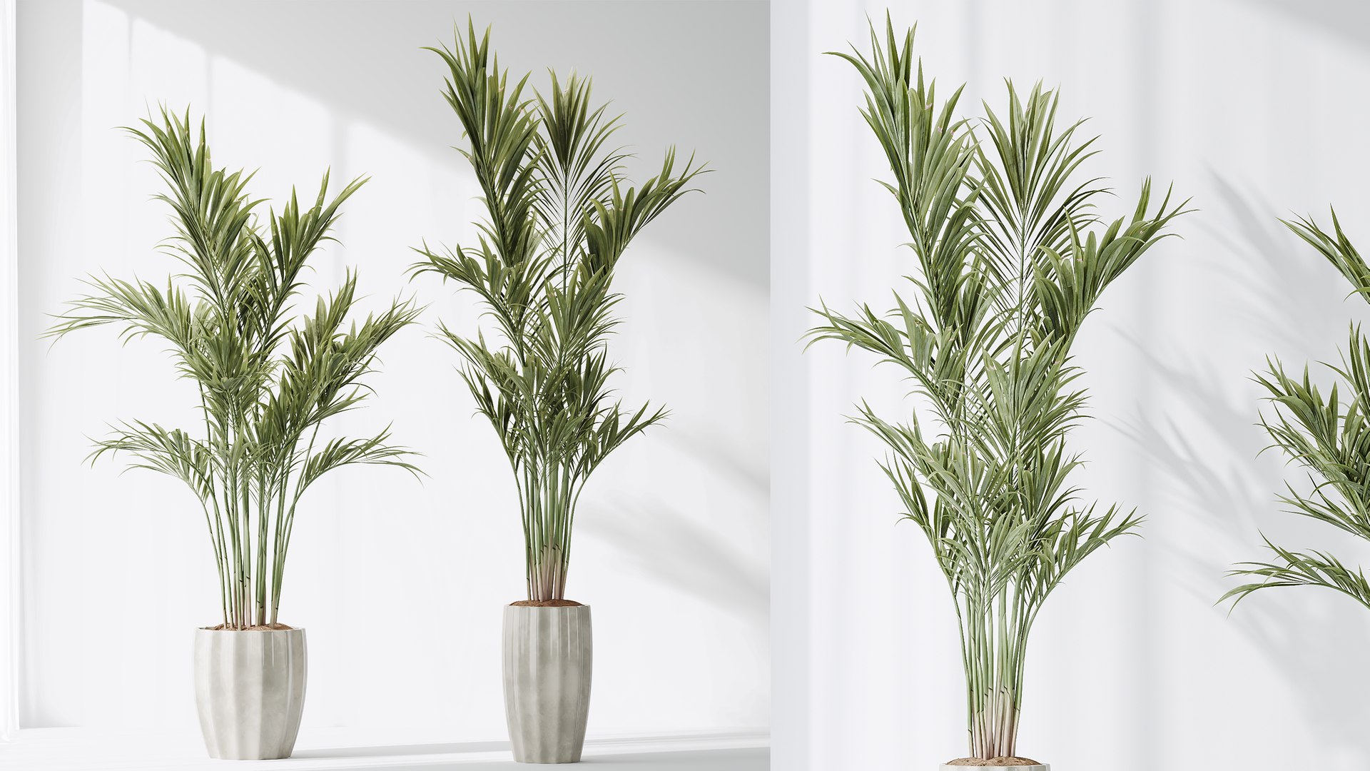 AV Indoor Plants Set 361 Zamiifolia and Areca Palm and Bird Of Paradise and Briful Pachira model https://p.turbosquid.com/ts-thumb/Rt/yevL9f/oH/05/png/1758782653/1920x1080/fit_q87/c3fcab9bfd6fb0948dcd0e9c6edca0e2c73a305f/05.jpg