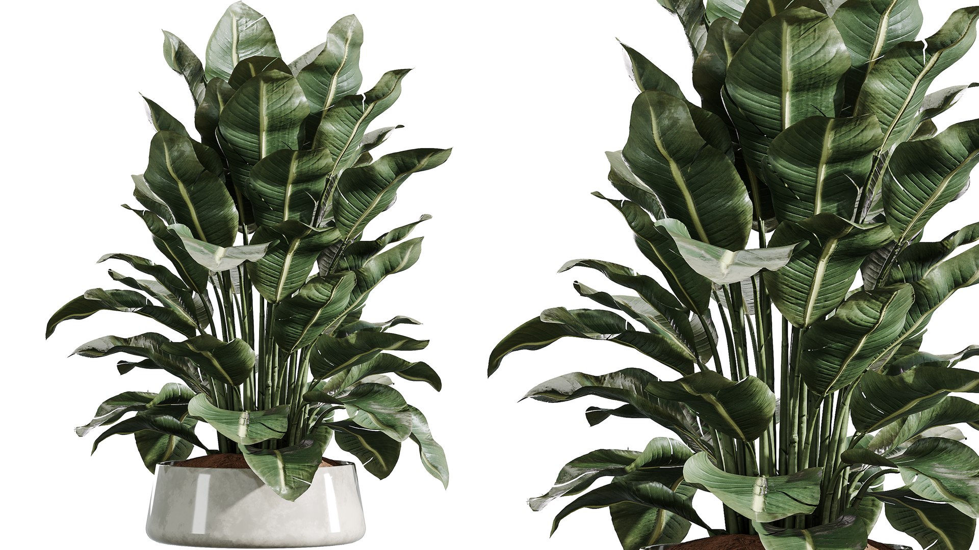 AV Indoor Plants Set 361 Zamiifolia and Areca Palm and Bird Of Paradise and Briful Pachira model https://p.turbosquid.com/ts-thumb/Rt/yevL9f/uK/04/png/1758782589/1920x1080/fit_q87/6d4562817560ad76944befefe6fafce65cca32c1/04.jpg