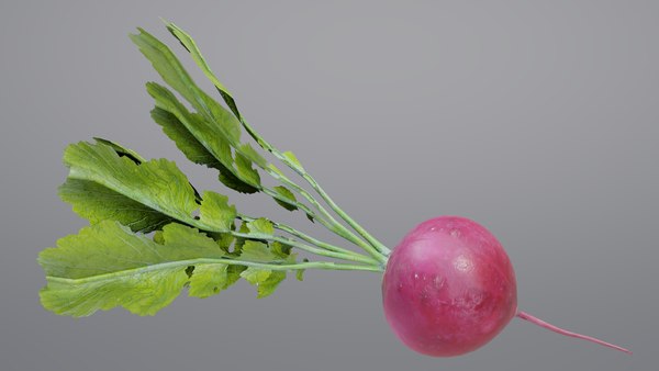 radish02.jpg