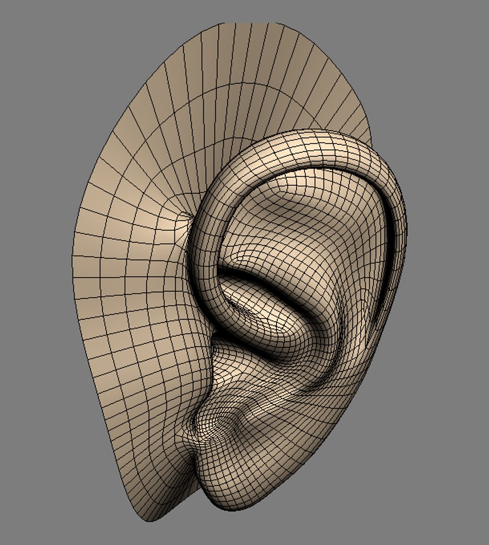 3ds max realistic ear head https://p.turbosquid.com/ts-thumb/Ru/62cwp7/CcjGC1Go/ea02/jpg/1276095763/1920x1080/fit_q87/ed4d4cbb1127e8e2b3d66c5fa84c4433b412b5eb/ea02.jpg