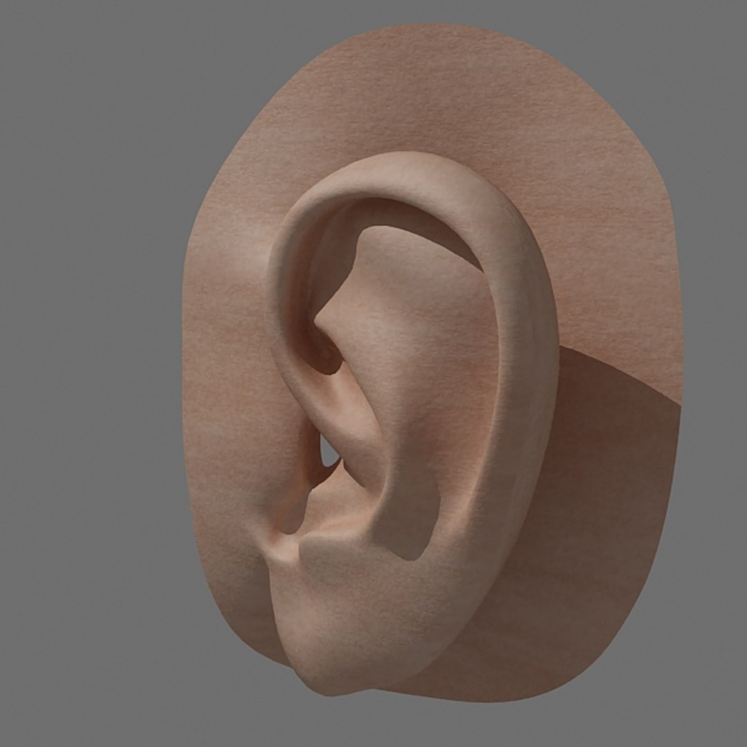 3ds max realistic ear head https://p.turbosquid.com/ts-thumb/Ru/62cwp7/wLKEfSB1/ae04/jpg/1276095763/1920x1080/fit_q87/e6e8bee00728f6407d32c82a0a84d9195cda0c66/ae04.jpg