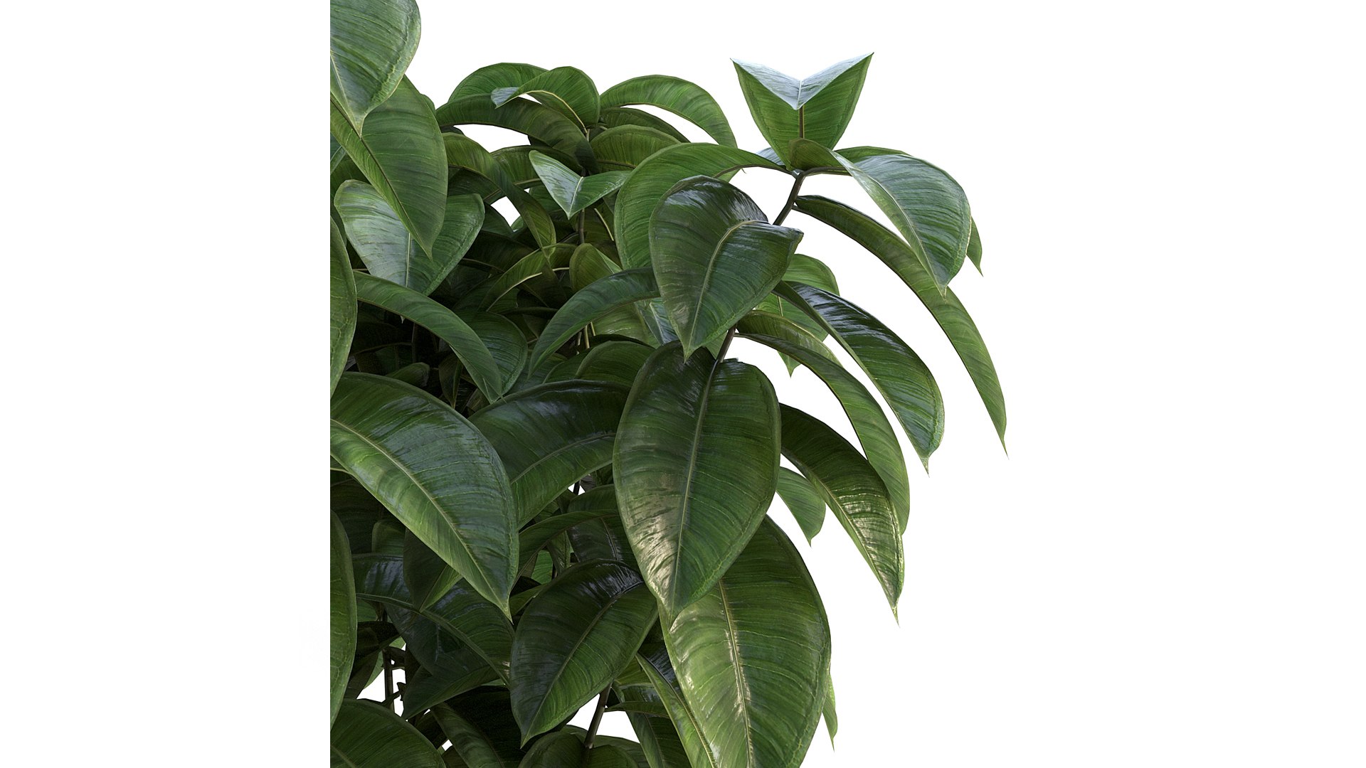 Ficus 01 3D model https://p.turbosquid.com/ts-thumb/Ru/BK8W36/6m/12/jpg/1684965115/1920x1080/fit_q87/453195392d62710278119e7f2e6331475e4e7695/12.jpg