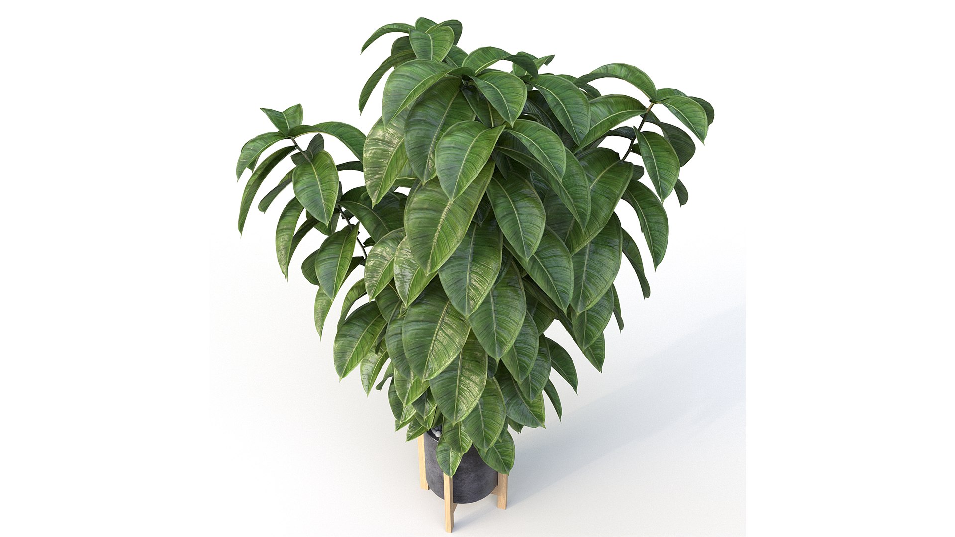Ficus 01 3D model https://p.turbosquid.com/ts-thumb/Ru/BK8W36/Rc/10/jpg/1684965114/1920x1080/fit_q87/cf4dcc1e9457c8612b379729a2e2eed73ffbbd9a/10.jpg